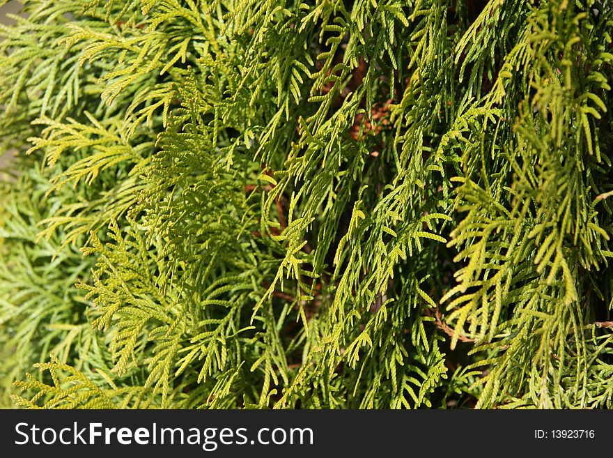 Evergreen leaves stick close up