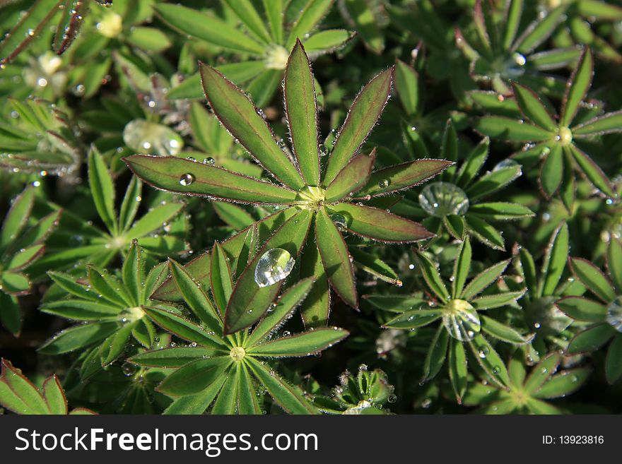 Morning Dew on Green Lupine Leaves. Morning Dew on Green Lupine Leaves