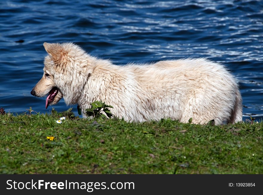 Pretty White Dog Near River