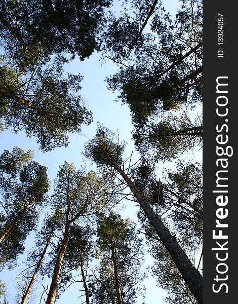A Pine forest, upward view