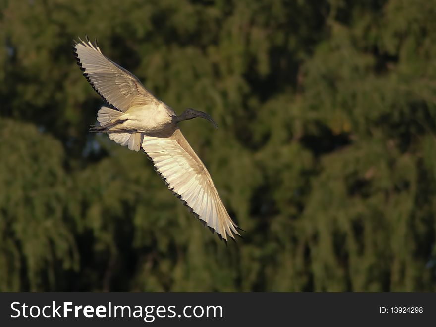 A sacred ibis soaring against a backdrop of willow trees by the side of a pond. A sacred ibis soaring against a backdrop of willow trees by the side of a pond.