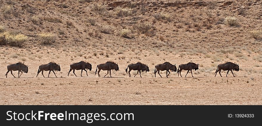 A Line Of Wildebeest Walking In The Kalahari Deser