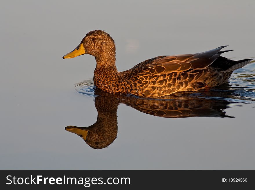A yellow-billed duck floats lazily on a pond in golden morning light. A yellow-billed duck floats lazily on a pond in golden morning light.