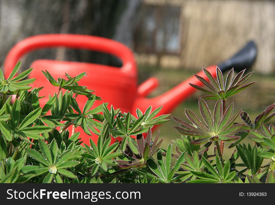 Red garden watering can with green spring plants