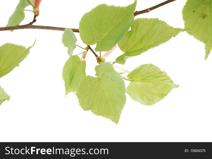 Green leaflets on a branch in a clear sunny day.