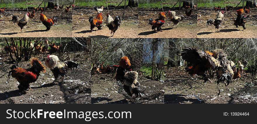 Rooster fight in the farm