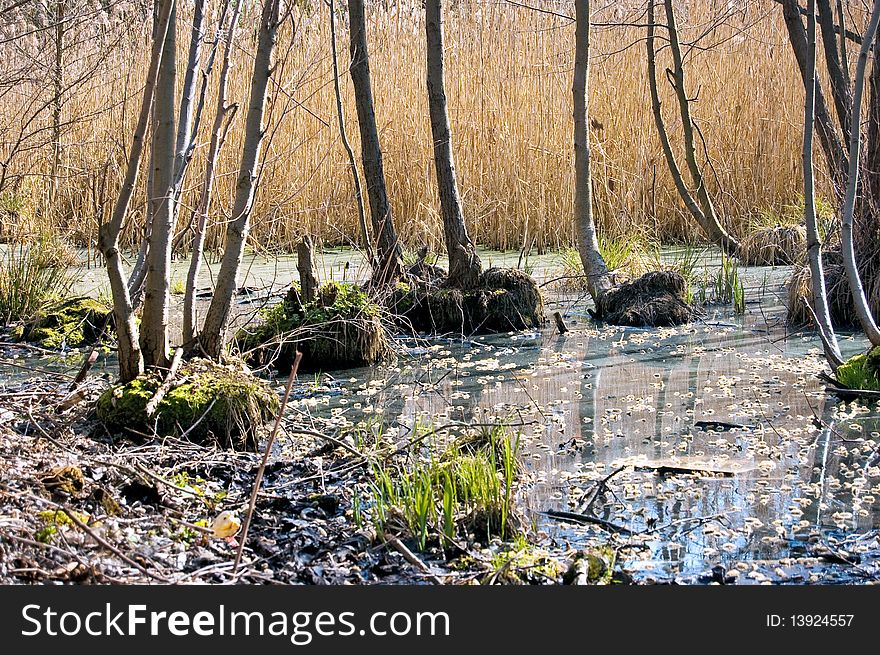 Swamp with grass and trees in spring. Swamp with grass and trees in spring
