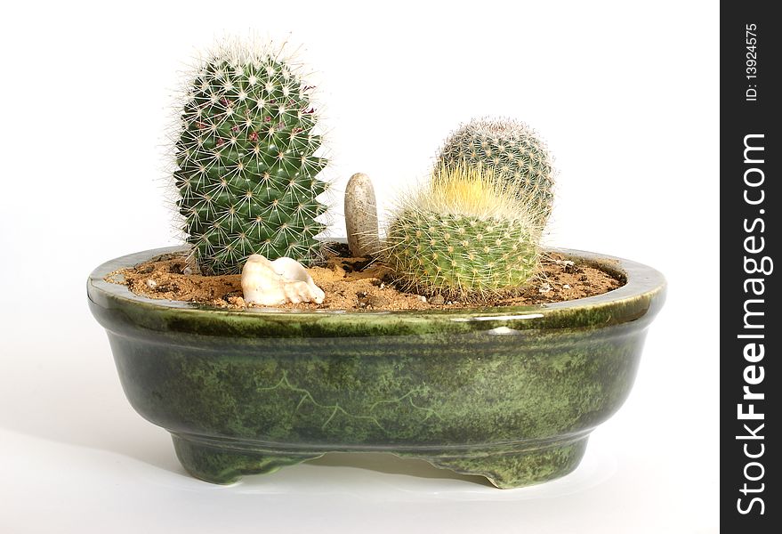 Floristic composition of the three cacti in a green pot