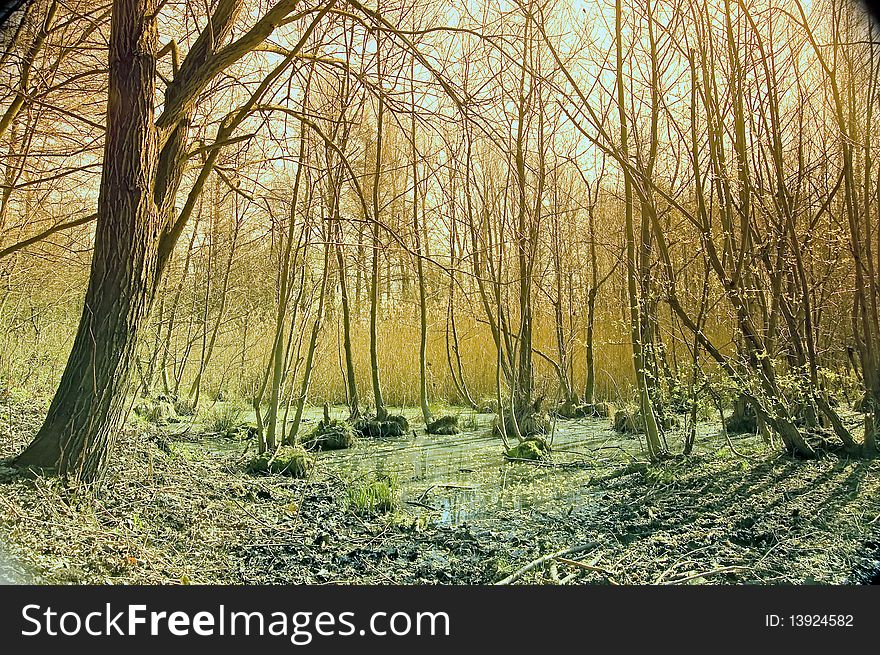 Swamp with grass and trees in spring. Swamp with grass and trees in spring