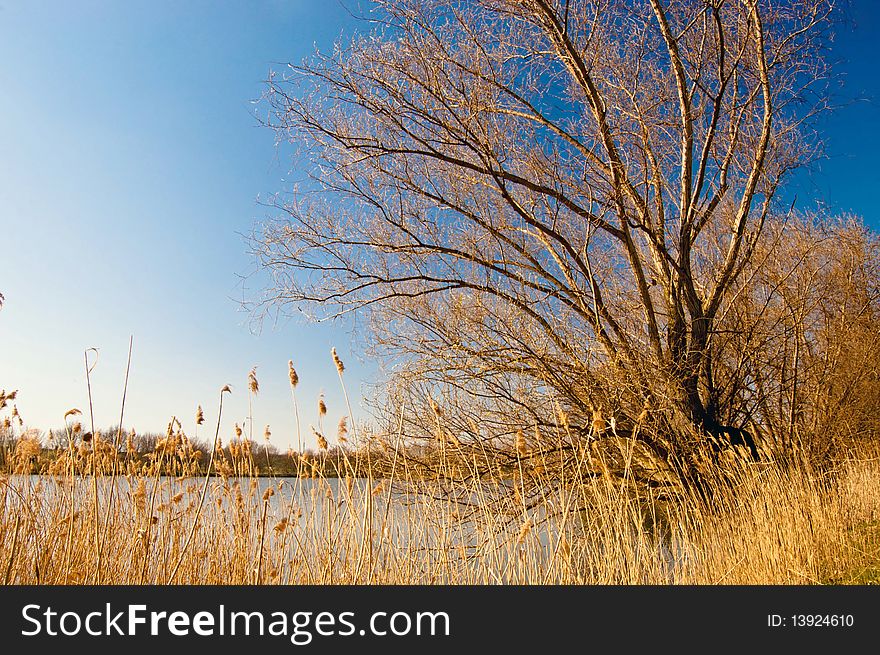 Single tree on the banks of reeds and blue spring sky.