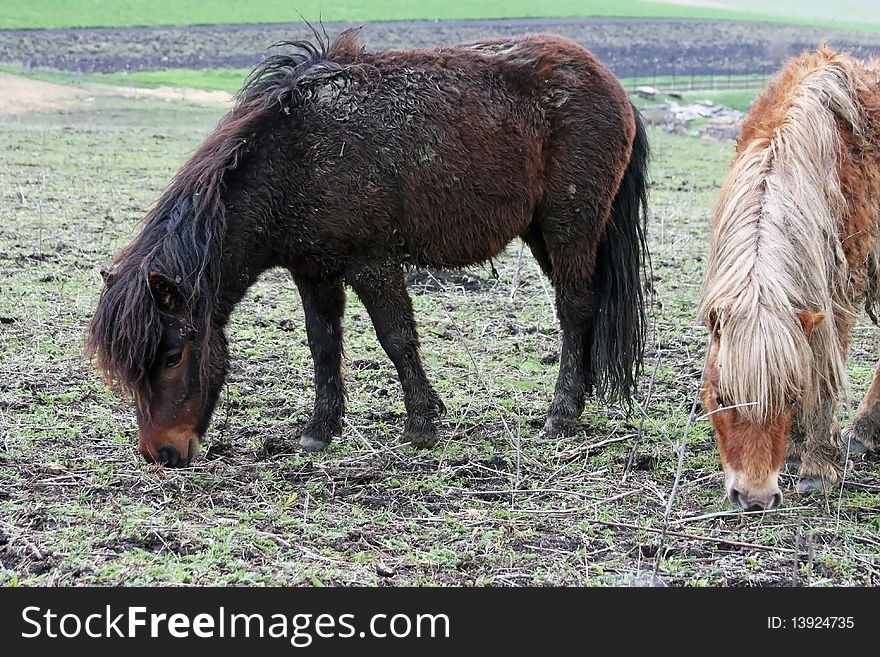 Two cute ponies having lunch in the open air. Two cute ponies having lunch in the open air