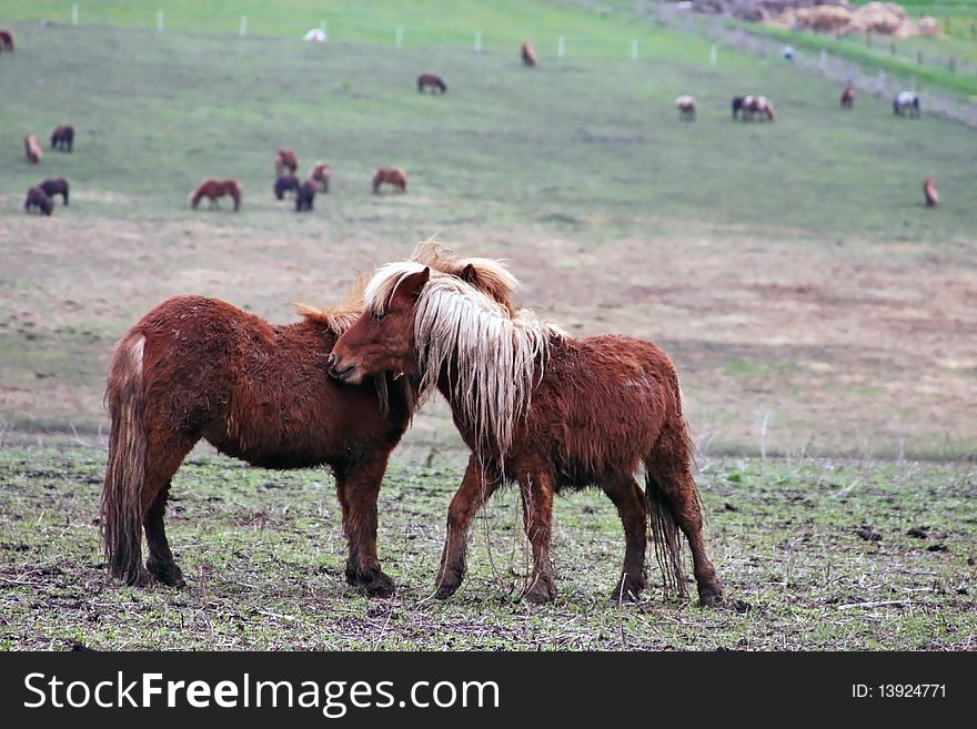 Two blond ponies sharing love and talking to each other. Two blond ponies sharing love and talking to each other