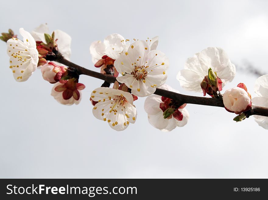 Close up view of apricot flowers on the nature background