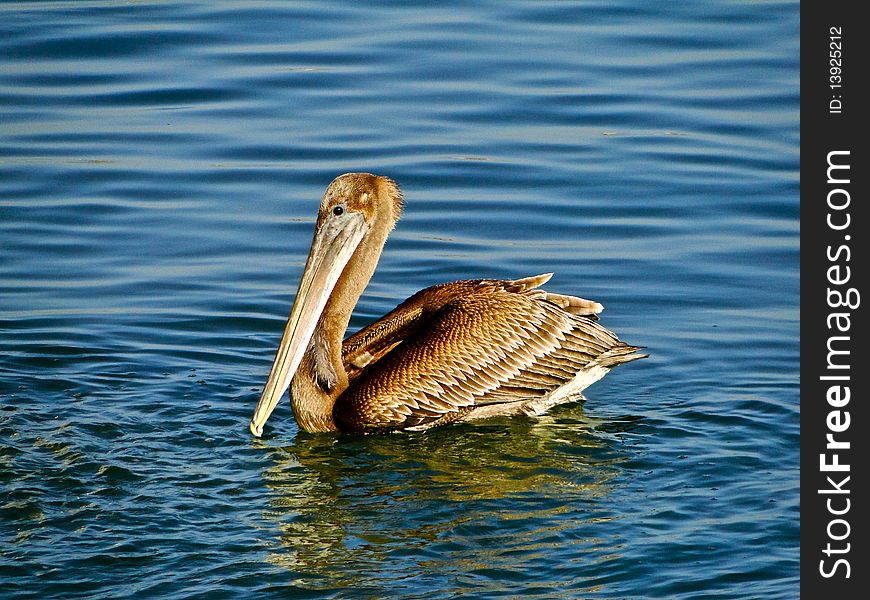 Beautiful pelican swimming in calm water