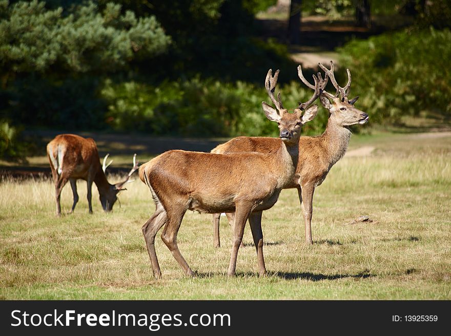 Bevy of royal deer on a forest border