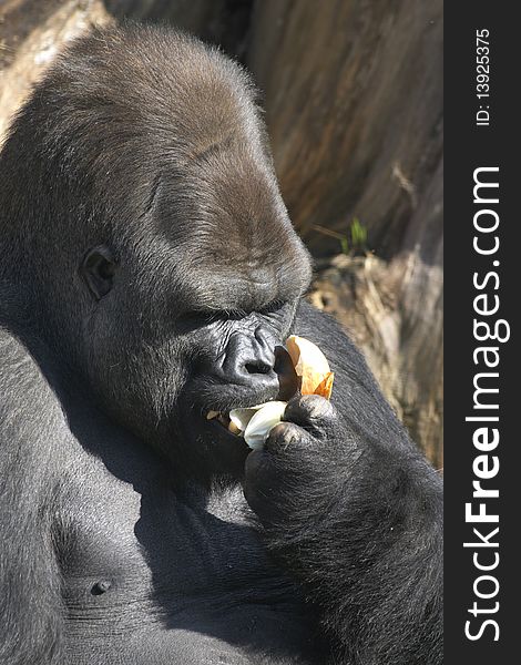 Gorilla eating onion