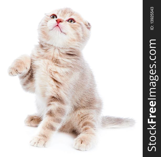 Small funny Kitten. Isolated on white background. Small funny Kitten. Isolated on white background