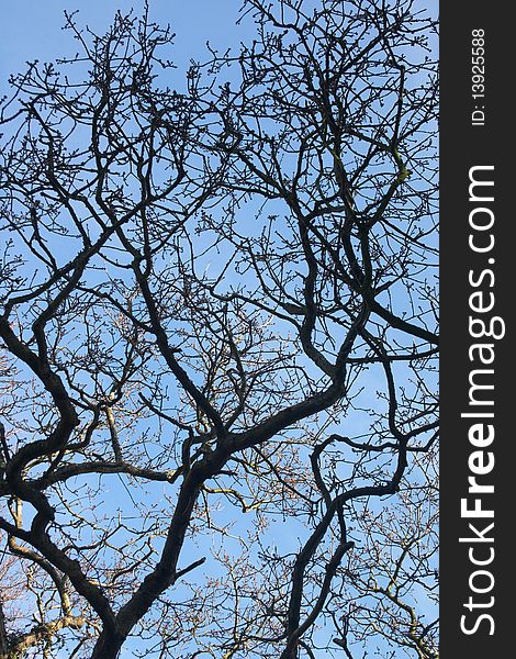 Texture of tree branches at background of blue sky