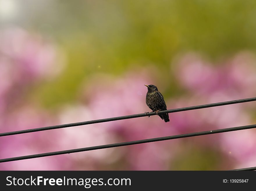 A blackbird perched on a utility wire with blurred pink and green background. A blackbird perched on a utility wire with blurred pink and green background.