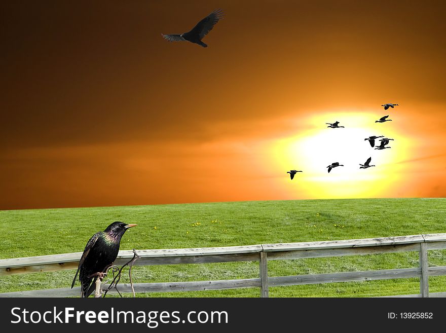 A blackbird perched a stick with fence, birds, and hill in thebackground. A blackbird perched a stick with fence, birds, and hill in thebackground.