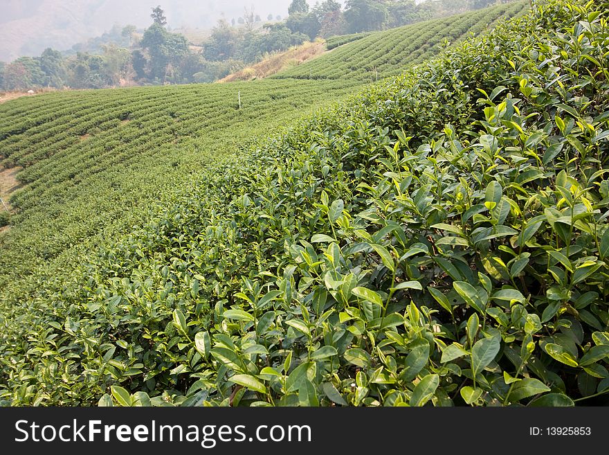 Plantation of tea on mountain. Plantation of tea on mountain