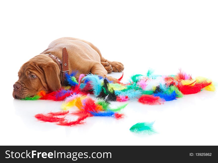 Puppy of Dogue de Bordeaux (French mastiff). Isolated on white background