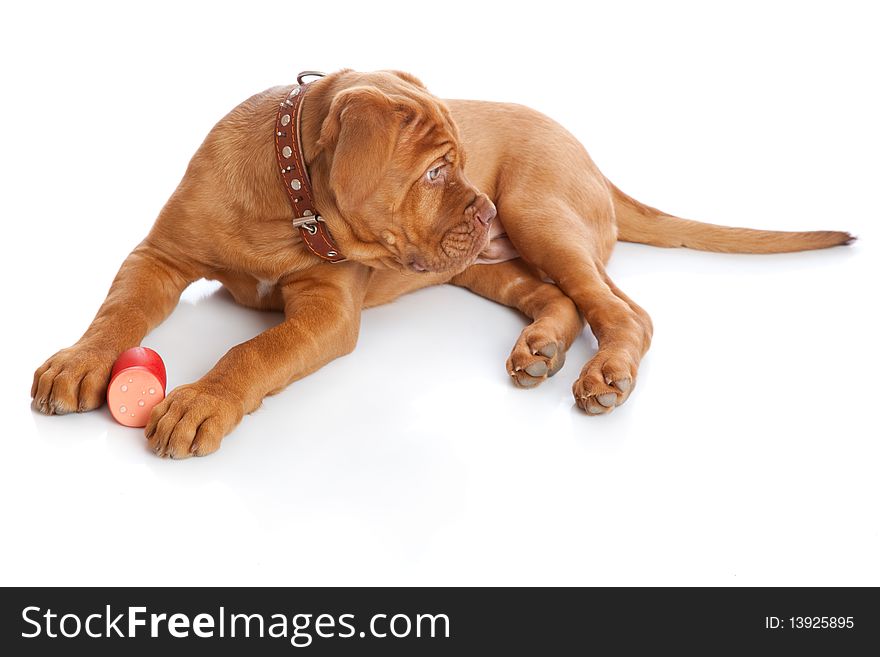 Puppy of Dogue de Bordeaux (French mastiff). Isolated on white background