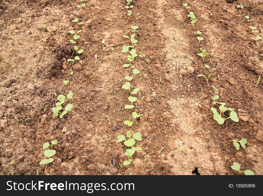 Small green sprouts on the ground