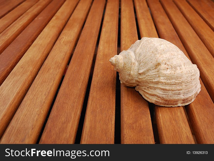 Sea shell with  reflection against braun background