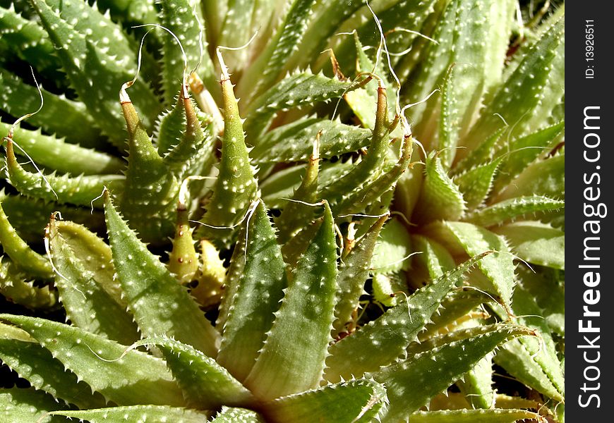 Photo of succulent plant texture background