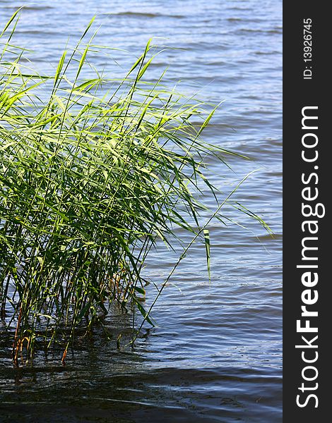 Green reed in the river or sea