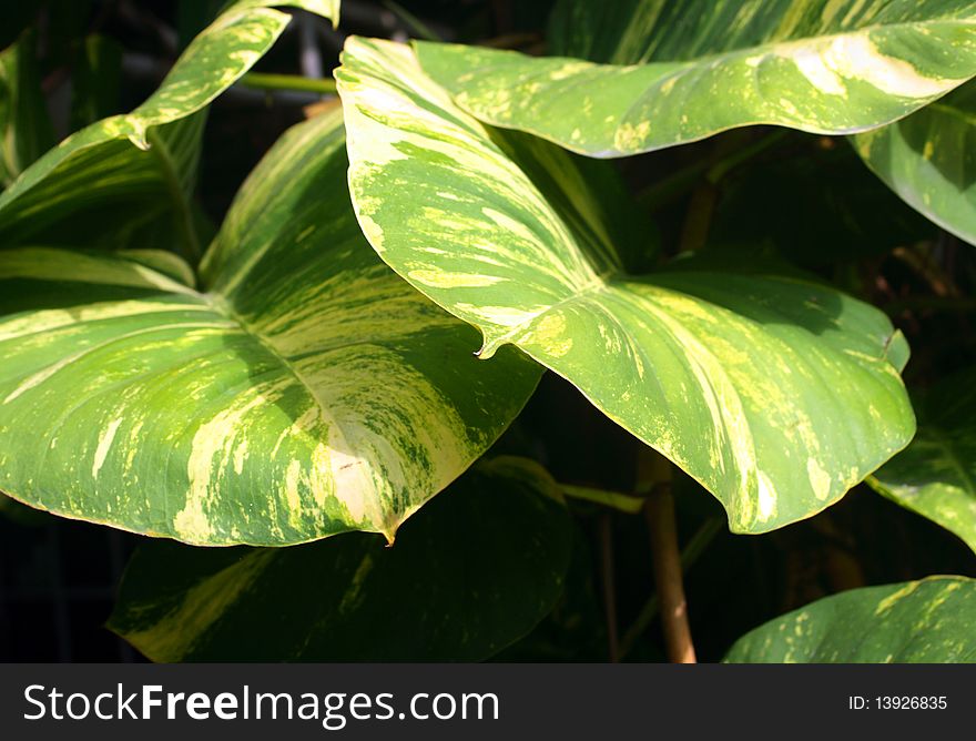 Beautiful big leaves in a tropical garden. Beautiful big leaves in a tropical garden