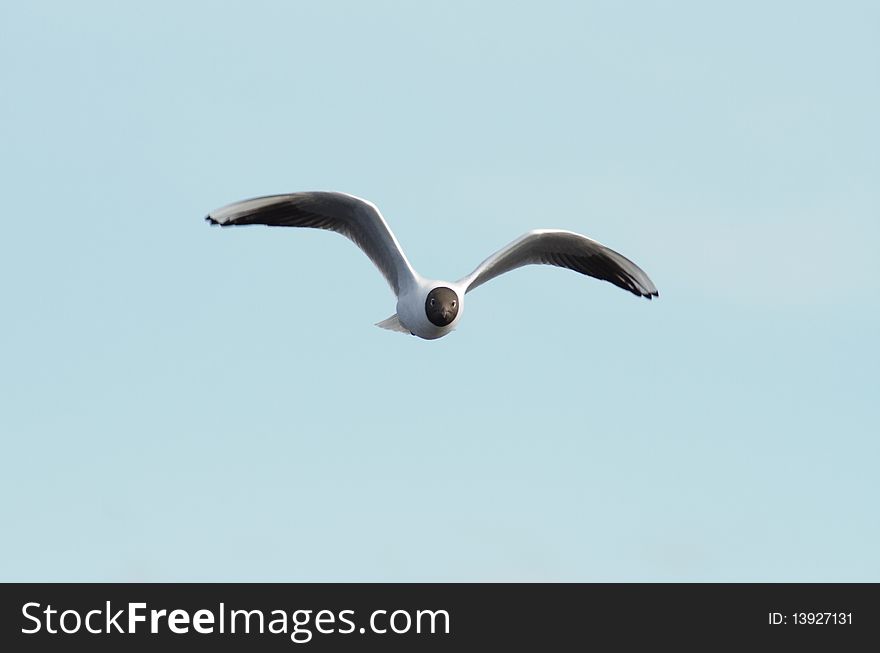 Black-headed Gull flying in the sky.