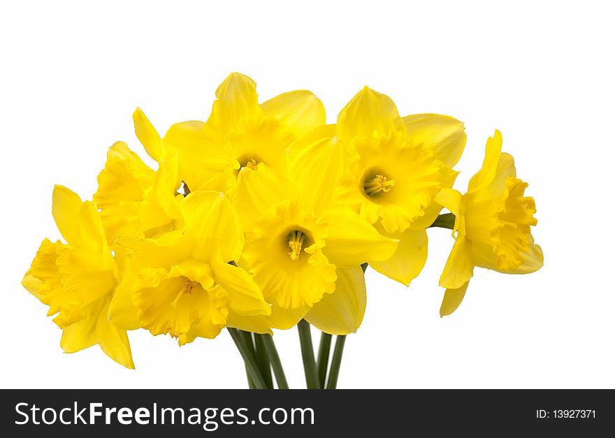 Yellow flowers on a white background. Yellow flowers on a white background