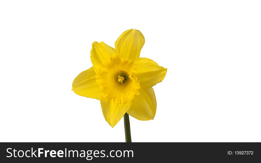 Narcissus on a white background
