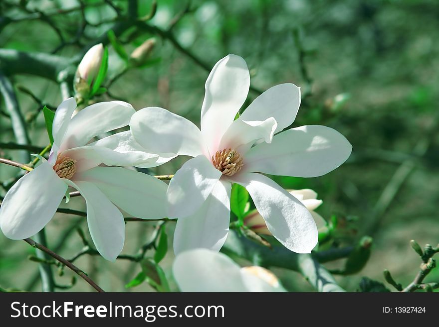 White magnolia flowers on a branch