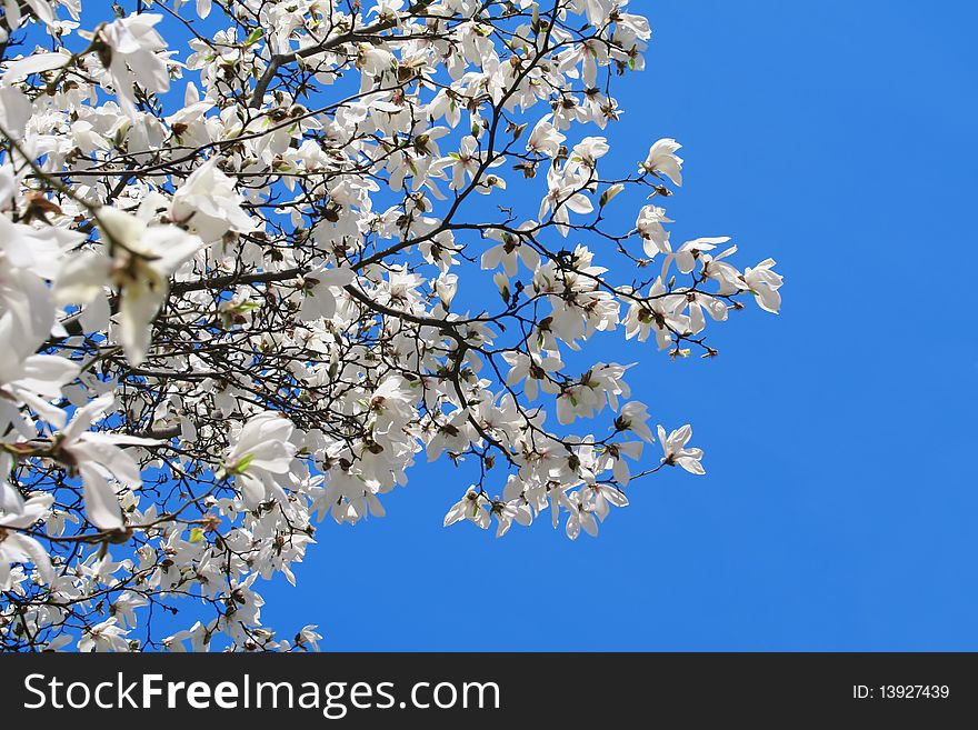 White magnolia and blue sky