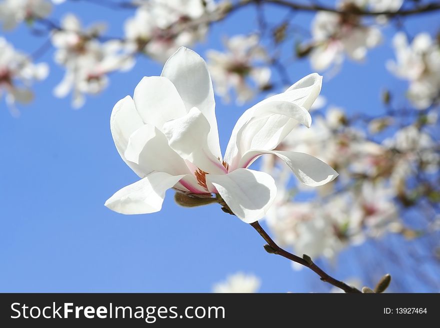 Japanese magnolia flower on a branch