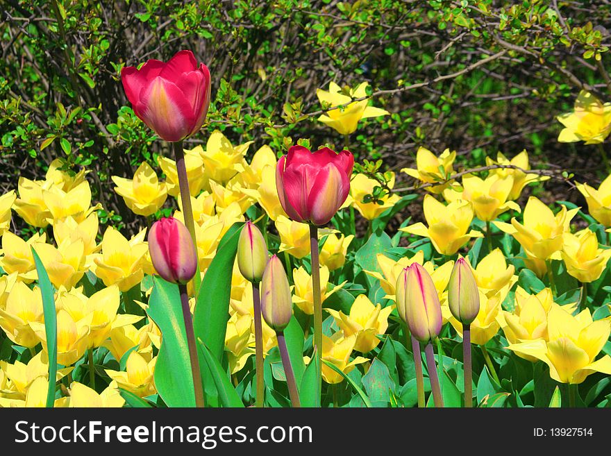 Yellow and pink tulips in the garden