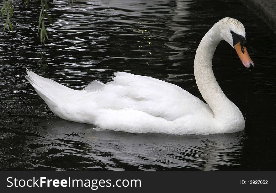 This is a photo of white swan swimming