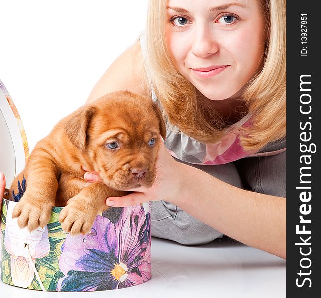 Puppy of Dogue de Bordeaux (French mastiff). Isolated on white background