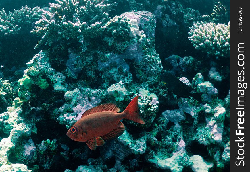 Red fish with a bright eye on a coral reef background