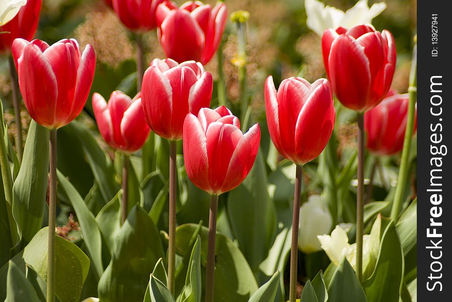 Red tulips in piazzale michelangelo