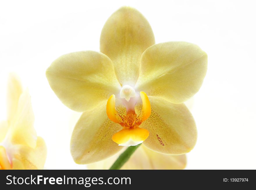 Single yellow Orchid isolated on white background photo taken:2010/04/19