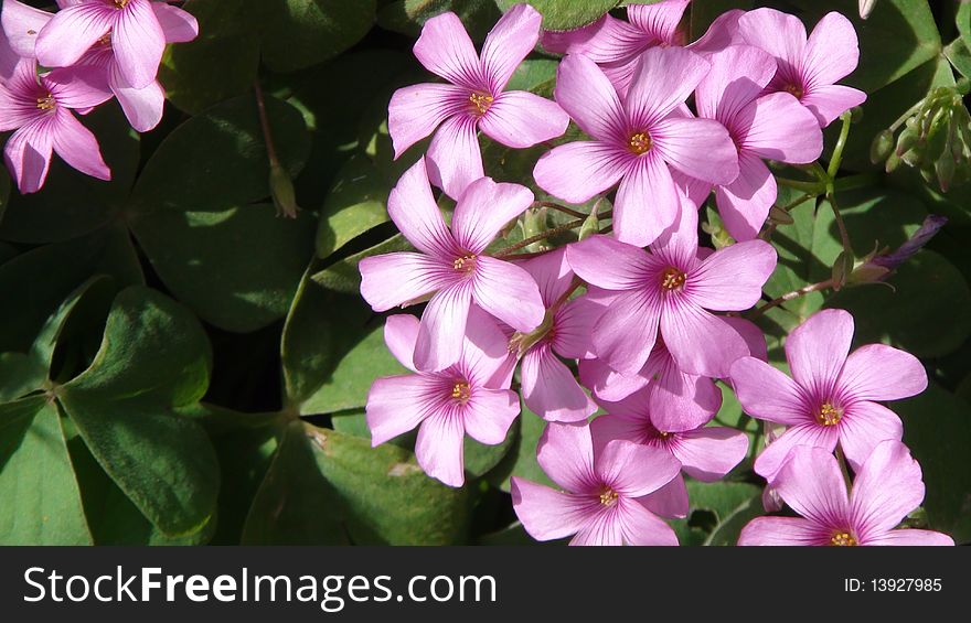 Natural texture with pink flowers