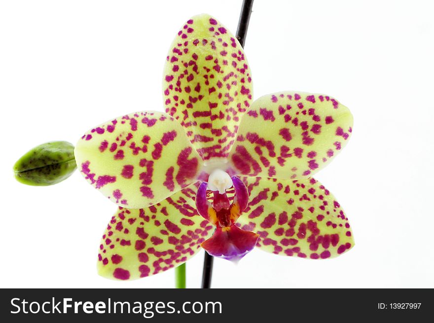 Single yellow orchid with purple spot isolated on white background photo taken:2010/04/19