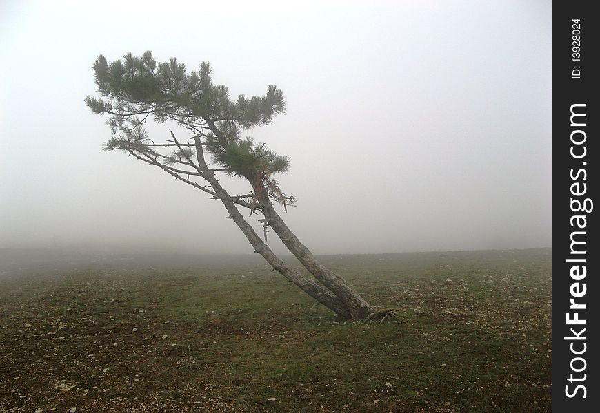 Mountain tree in fog reaching for South