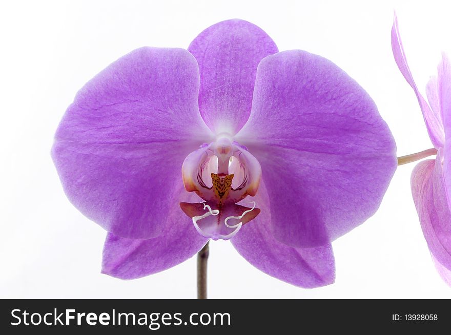 Single purple orchid isolated on white background photo taken:2010/04/19