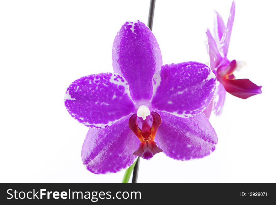 Single purple orchid with white pattern isolated on white background photo taken:2010/04/19