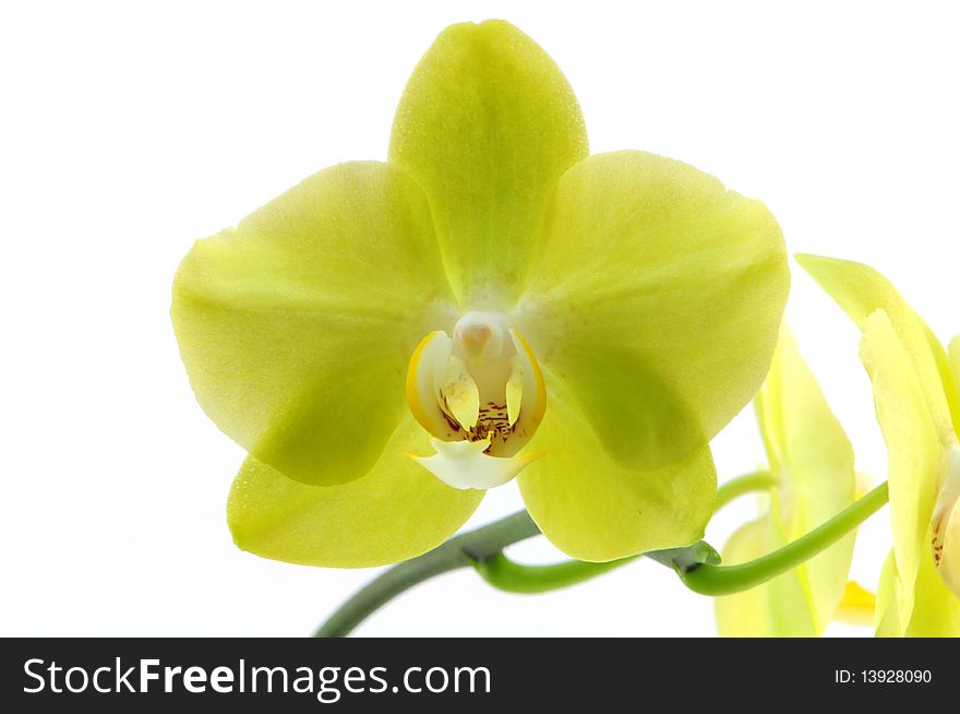 Single yellow orchid isolated on white background photo taken:2010/04/19